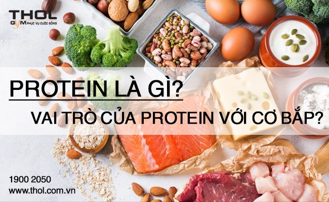 Protein là gì? Vai trò của Protein đối với cơ bắp.