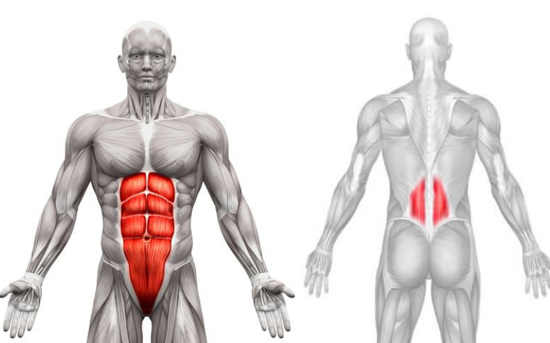 Máy tập ABDOMINAL/BACK được dùng để tập luyện chính cho hai nhóm cơ là cơ bụng và cơ lưng