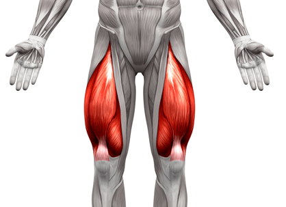 Bio Arc Leg Extension được sử dụng để tập luyện cho vùng cơ đùi trước (Quadtriceps)