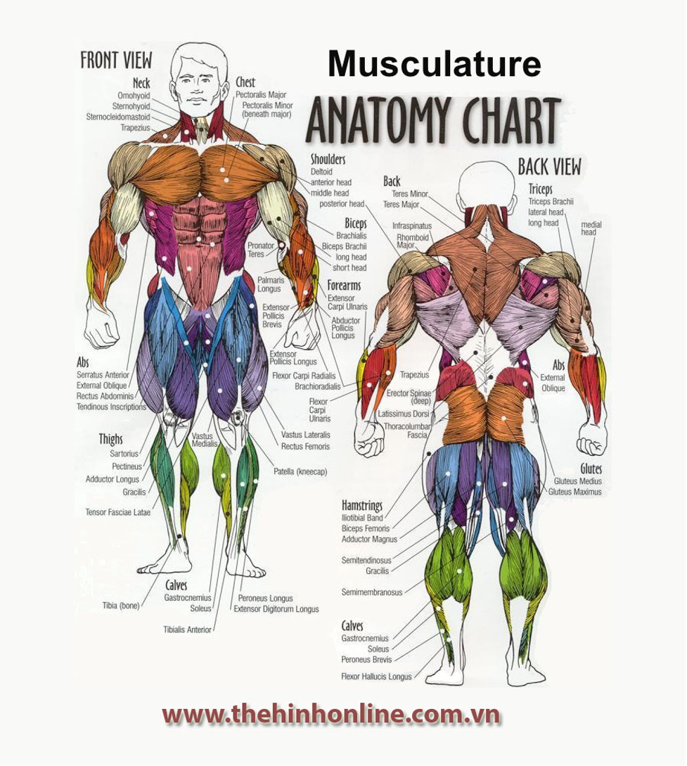 Muscle Anatomy Chart, sơ đồ vị trí các nhóm cơ bắp trong thể hình